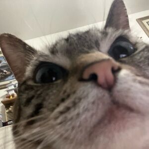 Meet your Posher, Lucy